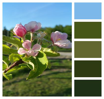 Flower Apple Tree Spring Image